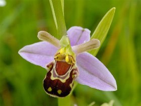 Bee Orchid by floralimages.co.uk