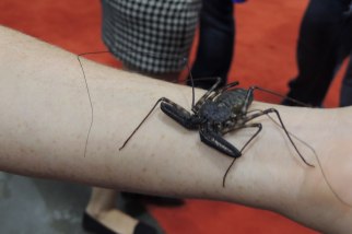 Fan Expo: it's that... thing... from Harry Potter!
